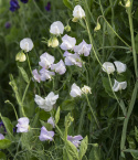 Duftwicke 'Spencer Arthur Hellyer'