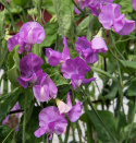 Duftwicke 'Spring Sunshine Mauve'