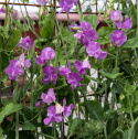 Duftwicke 'Spring Sunshine Mauve'