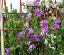 Duftwicke 'Spring Sunshine Mauve'