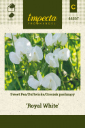 Duftwicke 'Royal White'