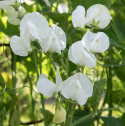 Duftwicke 'Royal White'