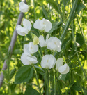 Duftwicke 'Royal White'