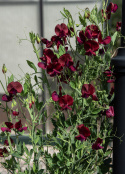 Duftwicke 'Royal Maroon'