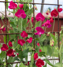 Duftwicke 'Royal Crimson'