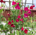 Duftwicke 'Royal Crimson'