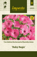 Bechermalve 'Ruby Regis'