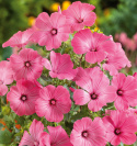 Bechermalve 'Ruby Regis'