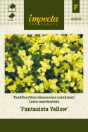 Marokkanisches Leinkraut 'Fantasista Yellow'