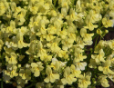 Marokkanisches Leinkraut 'Fantasista Yellow'