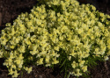 Marokkanisches Leinkraut 'Fantasista Yellow'
