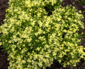 Marokkanisches Leinkraut 'Fantasista Yellow'