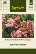 Geflügelter Strandflieder 'Apricot Shades'