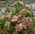 Geflügelter Strandflieder 'Apricot Shades'