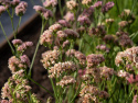 Geflügelter Strandflieder 'Apricot Shades'