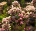 Geflügelter Strandflieder 'Apricot Shades'