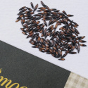 Geflügelter Strandflieder 'Apricot Shades'