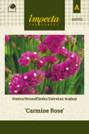 Geflügelter Strandflieder 'Carmine Rose'