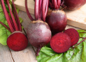 Rote Bete F1 'Boro'