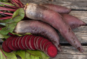 Rote Bete 'Renova'