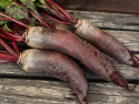Rote Bete 'Renova'