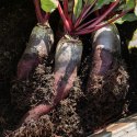 Rote Bete 'Renova'