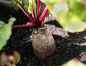 Rote Bete 'Renova'