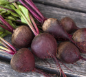 Rote Bete 'Kornett'