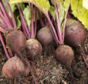 Rote Bete 'Kornett'