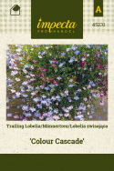 Männertreu Hängend 'Colour Cascade'