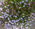 Männertreu Hängend 'Colour Cascade'