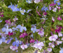 Männertreu Hängend 'Colour Cascade'