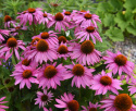 Scheinsonnenhut 'Feeling Pink'