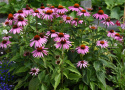 Scheinsonnenhut 'Feeling Pink'