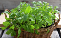 Wasibi-Rauke  'Wasabi'