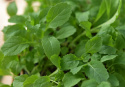 Wasibi-Rauke  'Wasabi'