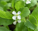 Wasibi-Rauke  'Wasabi'