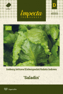 Eisbergsalat 'Saladin'
