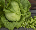 Eisbergsalat 'Saladin'