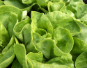 Kopfsalat 'Trocadero'