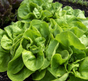 Kopfsalat 'Trocadero'