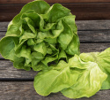Kopfsalat 'Trocadero'
