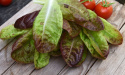 Kopfsalat 'Merveille Des Quatre Saisons'