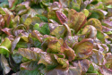 Kopfsalat 'Merveille Des Quatre Saisons'