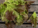 Pflücksalat 'Biscia Rossa'