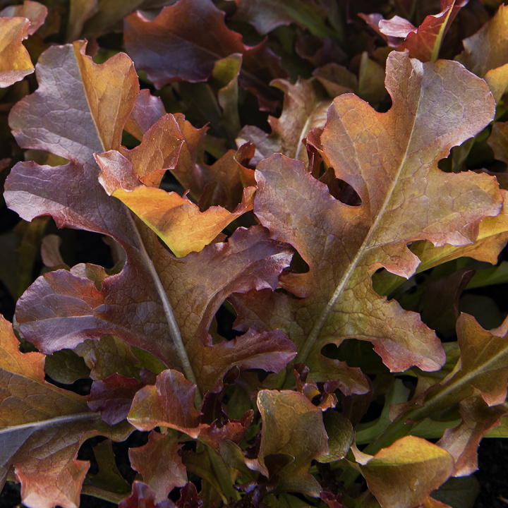 Pflücksalat 'Salad Bowl Rossa'