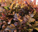 Pflücksalat 'Salad Bowl Rossa'