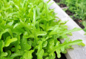 Pflücksalat 'Radichetta'