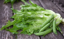 Pflücksalat 'Radichetta'
