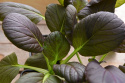 Pak Choi 'Arax'